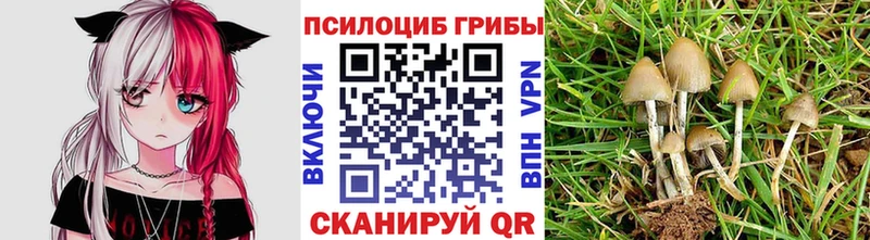 OMG онион  Киров  Галлюциногенные грибы Psilocybine cubensis  даркнет сайт 